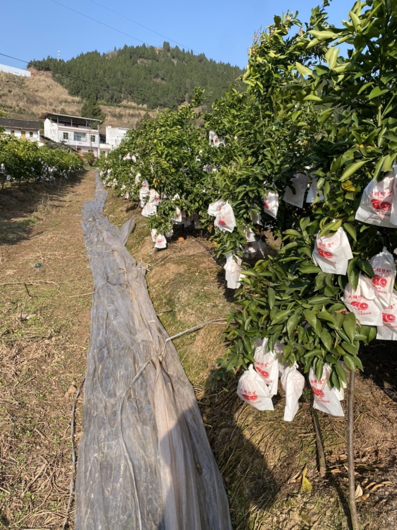 四川耙耙柑新鲜采摘整车批发