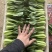 山东曹县万亩叶菜产地常年供应市场电商上海青小油菜。