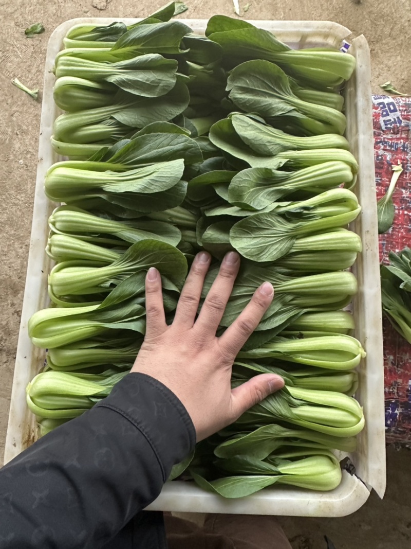 山东曹县万亩叶菜产地常年供应市场电商上海青小油菜。