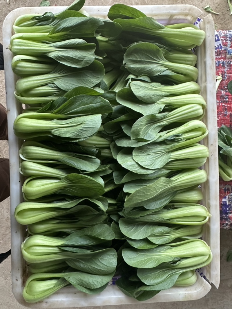 山东曹县万亩叶菜产地常年供应市场电商上海青小油菜。