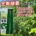 慕兰多全能绿霸长豆角种子青绿条白籽白花豇豆种子抗热耐湿基