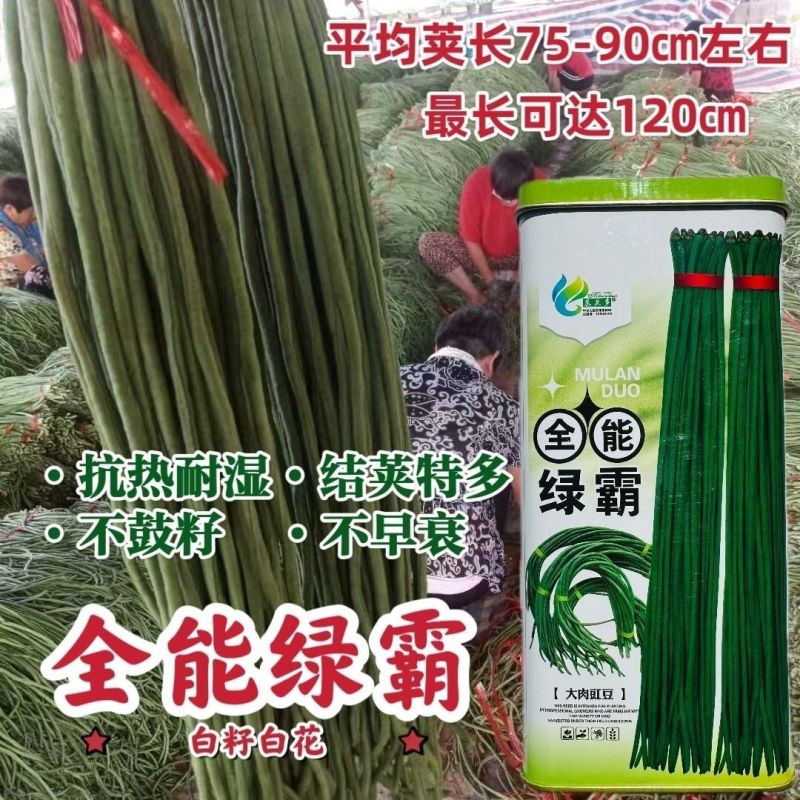 慕兰多全能绿霸长豆角种子青绿条白籽白花豇豆种子抗热耐湿基