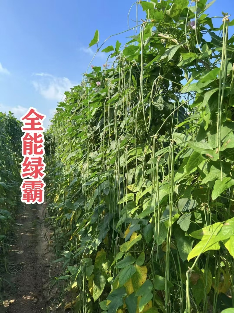 慕兰多全能绿霸长豆角种子青绿条白籽白花豇豆种子抗热耐湿基