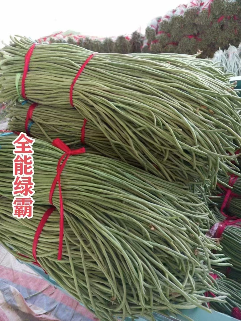 慕兰多全能绿霸长豆角种子青绿条白籽白花豇豆种子抗热耐湿基