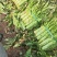红叶香莴笋