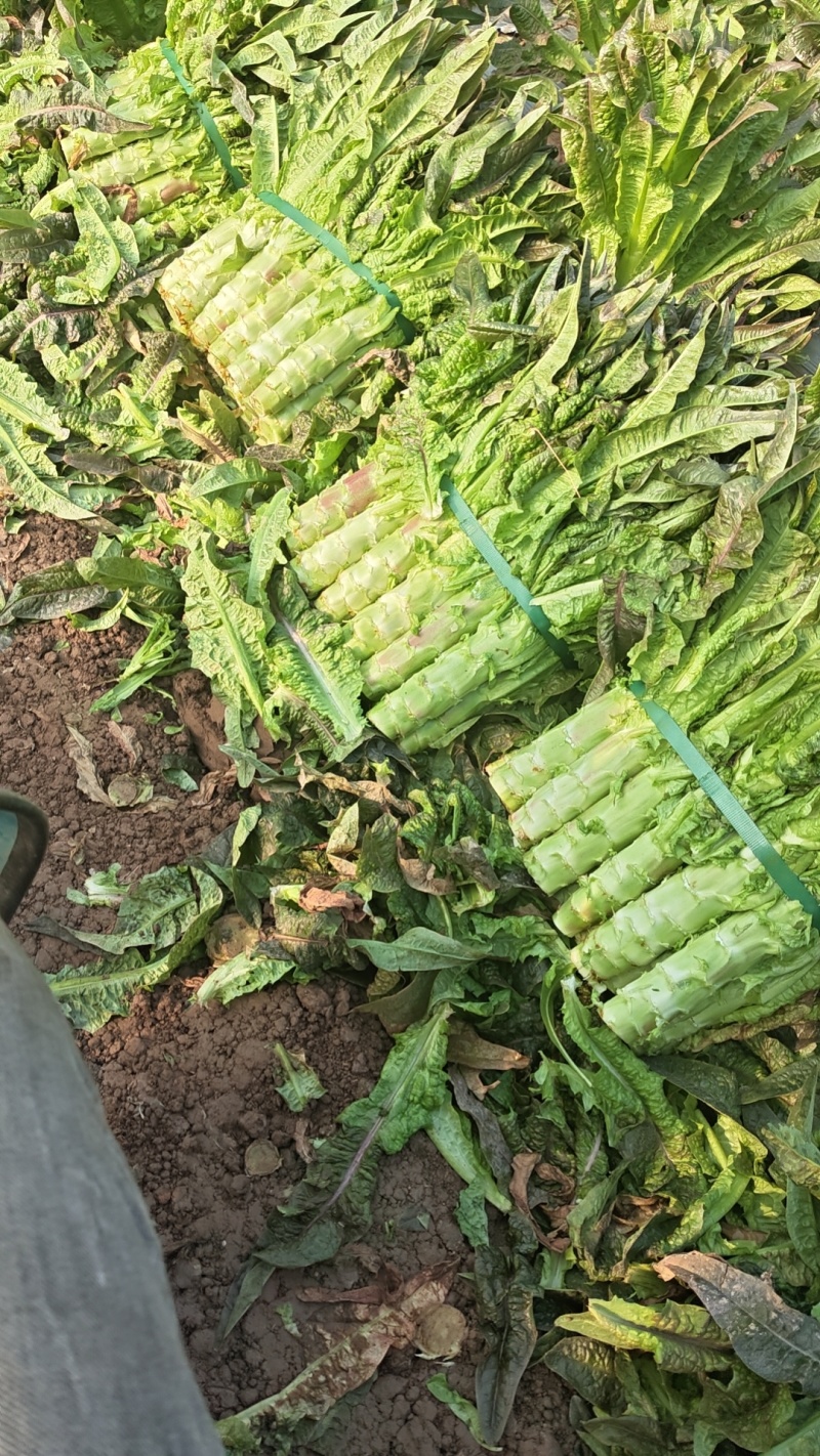 红叶香莴笋