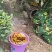 野生蜂蜜