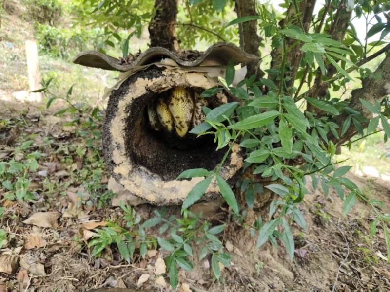 野生蜂蜜