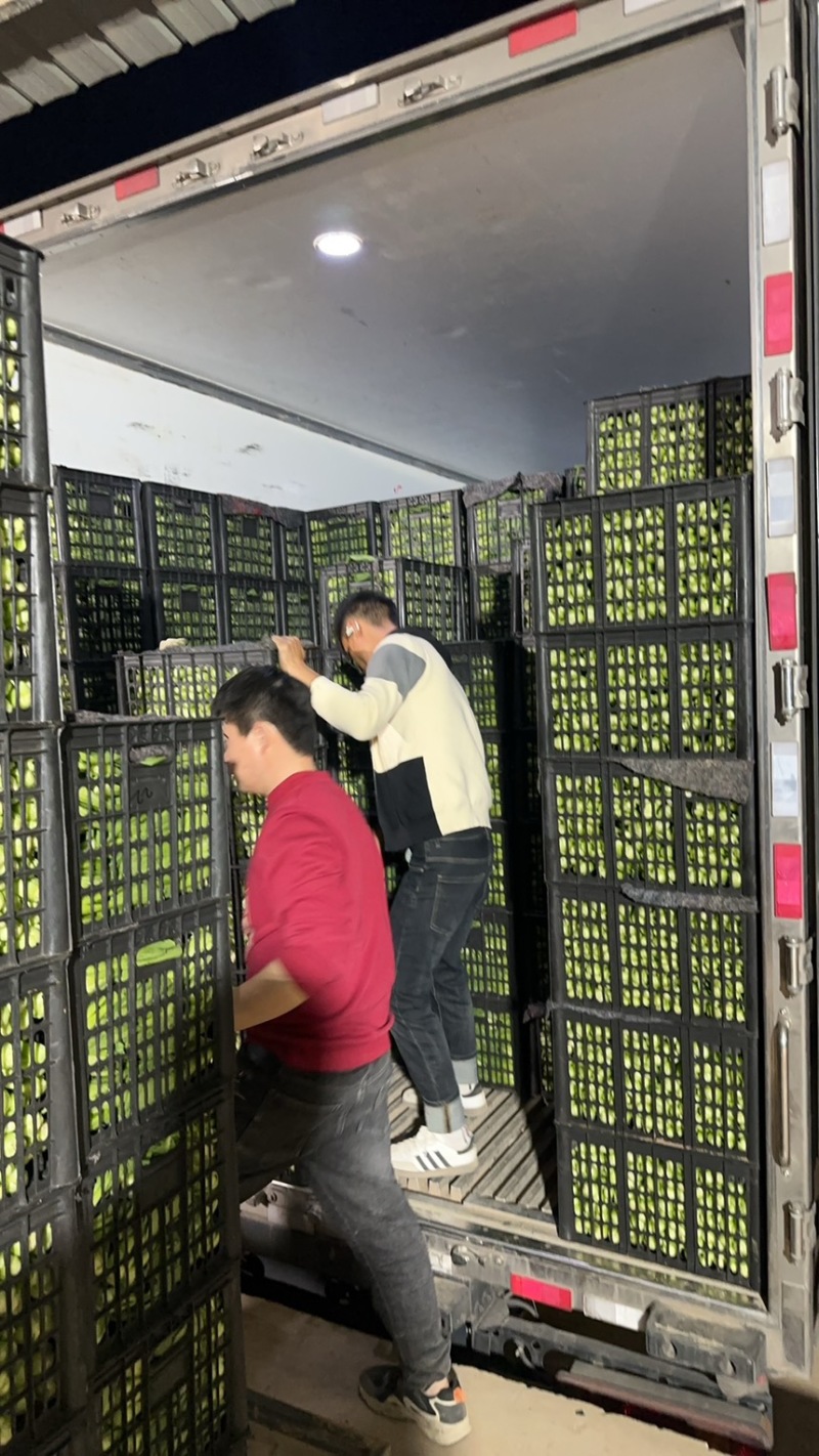 山东万亩叶菜产地全年供应电商专用一次性黑框上海青、小油菜