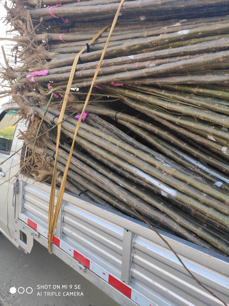 楸树速生楸树全网供应优质速生楸树楸桐农场一手货源大量现货