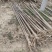 楸树速生楸树全网供应优质速生楸树楸桐农场一手货源大量现货