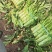 红叶香莴笋