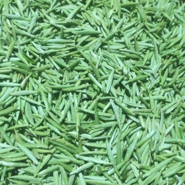 安溪高山野生单芽梅占金骏眉,2026明前茶高山手工功夫茶