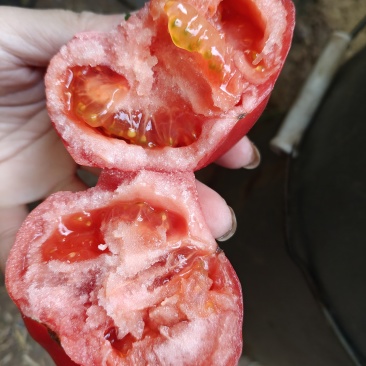普罗旺斯水果西红柿