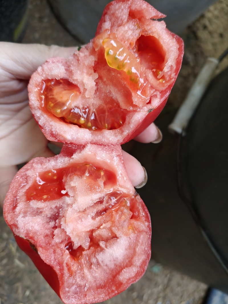 普罗旺斯水果西红柿