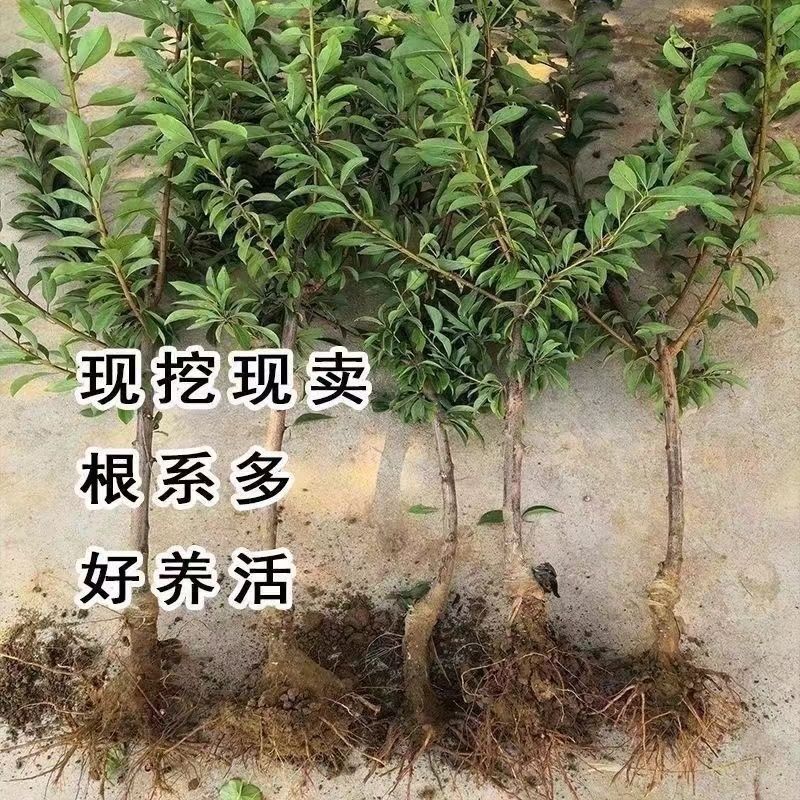 正宗嫁接黄金奈李子树苗脱骨南北方庭院种植盆栽地栽耐寒