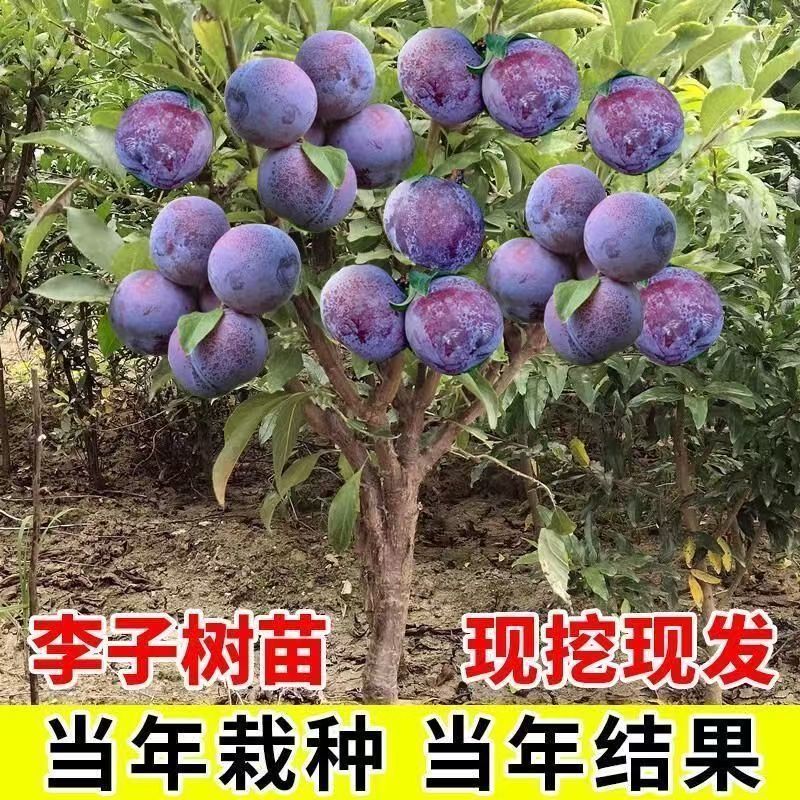 正宗嫁接黄金奈李子树苗脱骨南北方庭院种植盆栽地栽耐寒