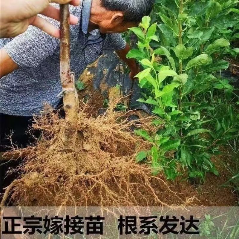 正宗嫁接黄金奈李子树苗脱骨南北方庭院种植盆栽地栽耐寒