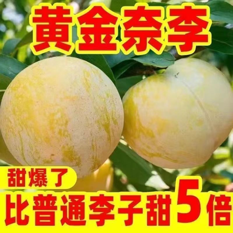 正宗嫁接黄金奈李子树苗脱骨南北方庭院种植盆栽地栽耐寒