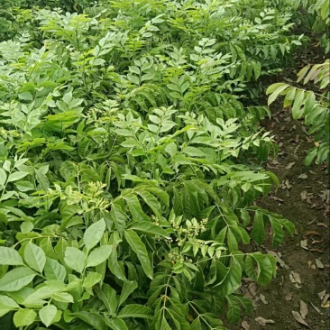 贵妃黄皮地苗