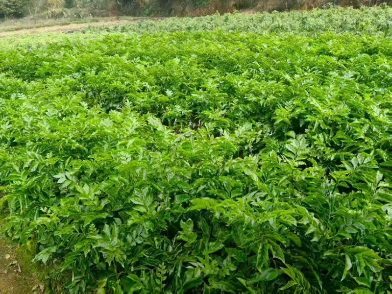 贵妃黄皮地苗