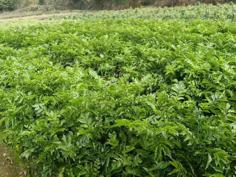 贵妃黄皮地苗