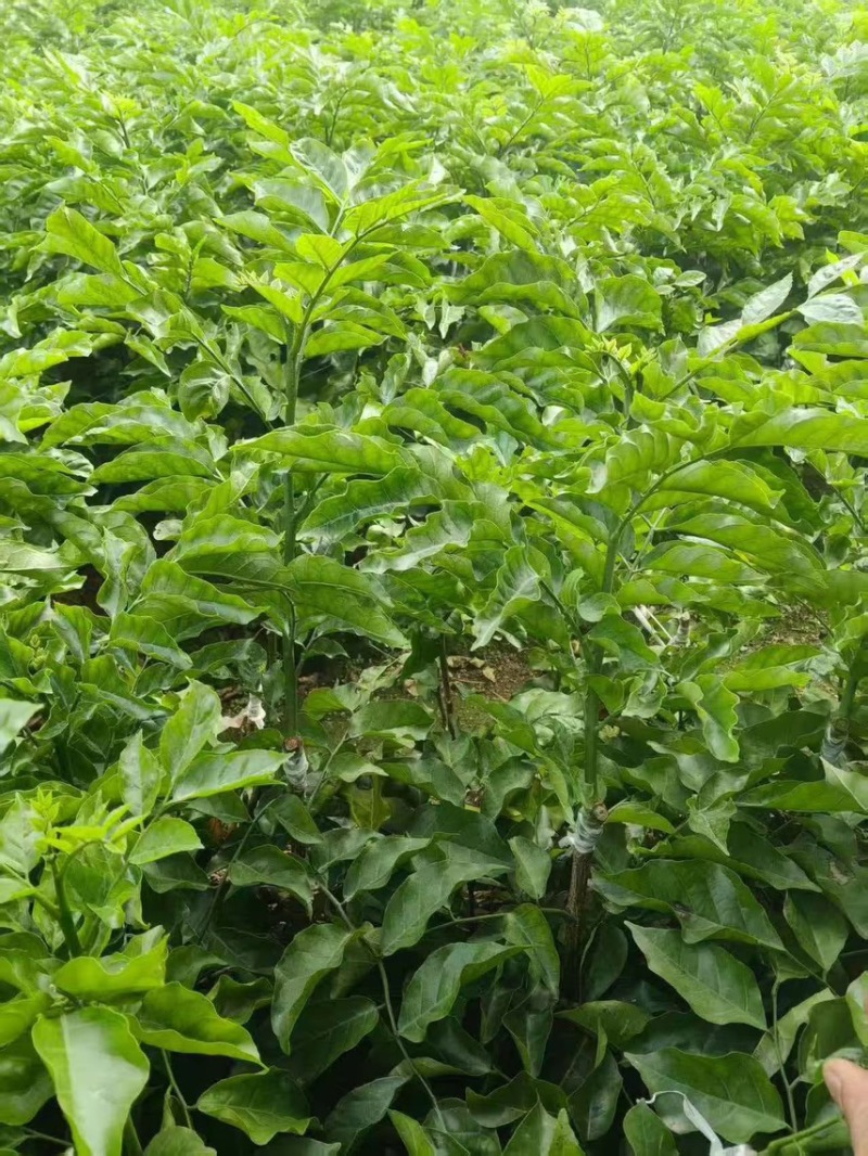 贵妃黄皮地苗