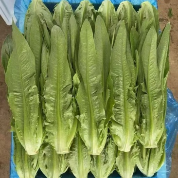 邯郸本地精品油麦，云南精品油麦大量有货欢迎咨询