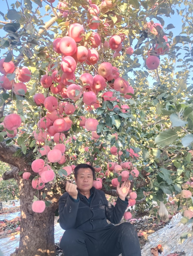 众诚三苹果苗，红富士系列条红富士。口感脆甜