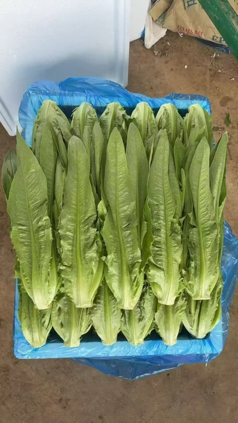 邯郸本地精品油麦，云南精品油麦大量有货欢迎咨询