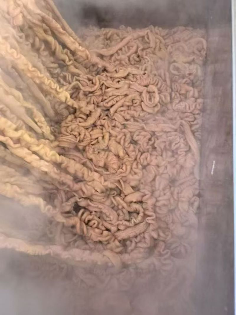 全熟大肠，