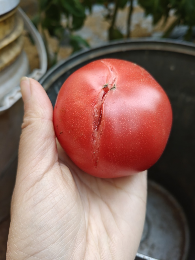 普罗旺斯水果西红柿