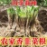 当年韭菜根电商用韭菜根支持全平台一件代发