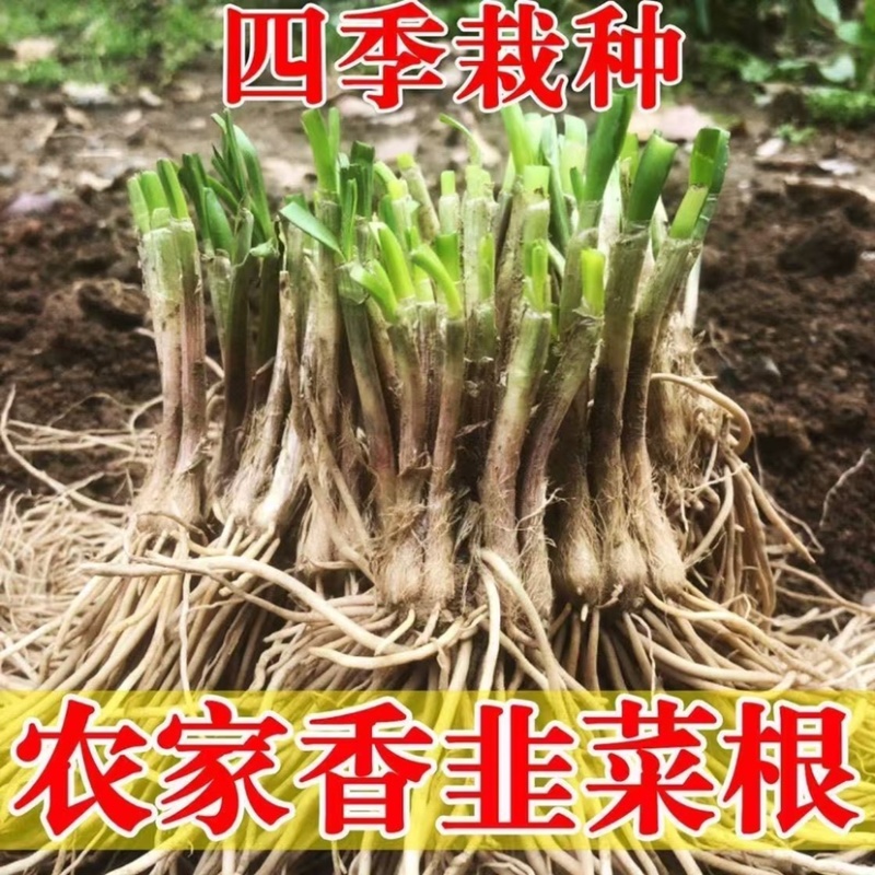 当年韭菜根电商用韭菜根支持全平台一件代发