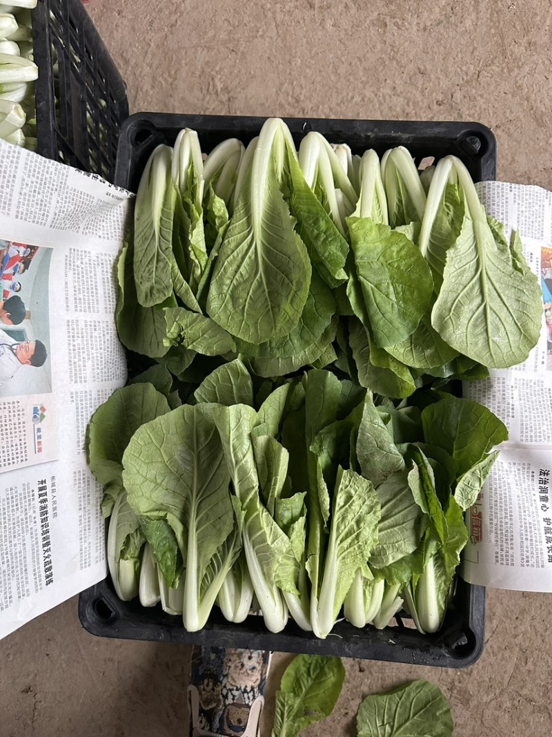 山东万亩叶菜产地全年供应电商专用一次性黑框快菜小白菜