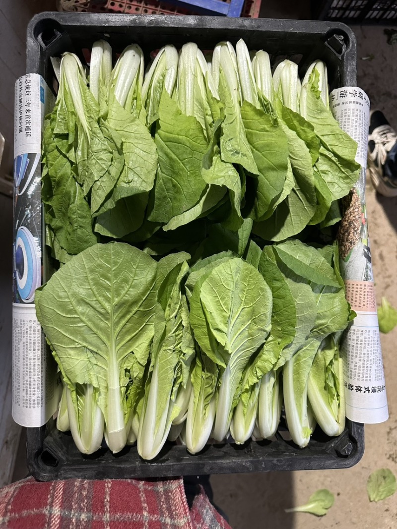 山东万亩叶菜产地全年供应电商专用一次性黑框快菜小白菜