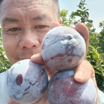 国峰十七李子苗