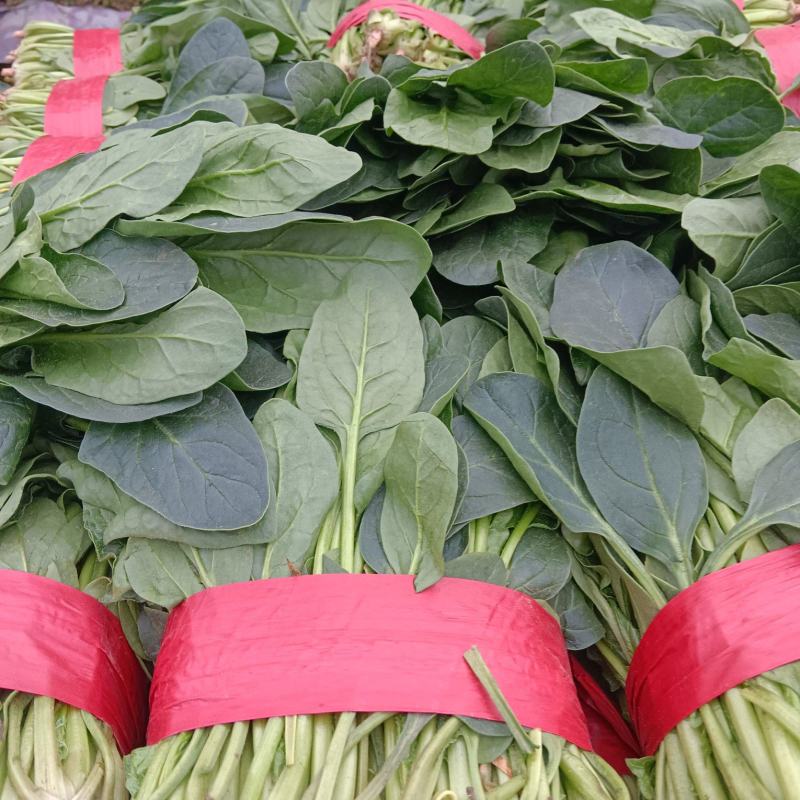 优质大叶菠菜千亩基地产地直发