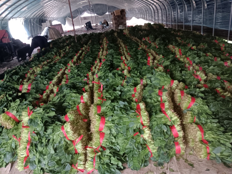 优质大叶菠菜千亩基地产地直发