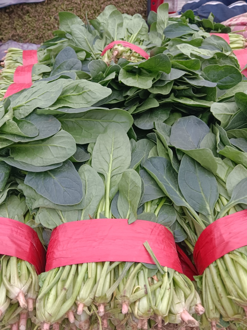 优质大叶菠菜千亩基地产地直发