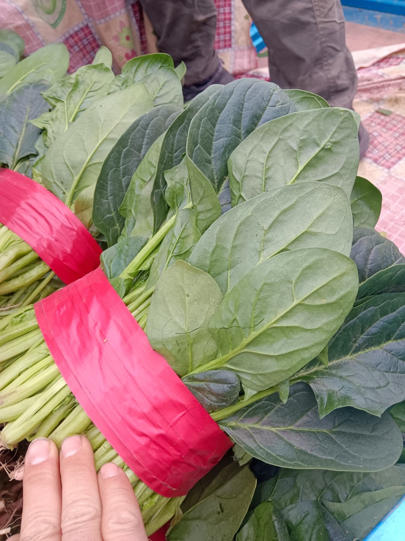 优质大叶菠菜千亩基地产地直发