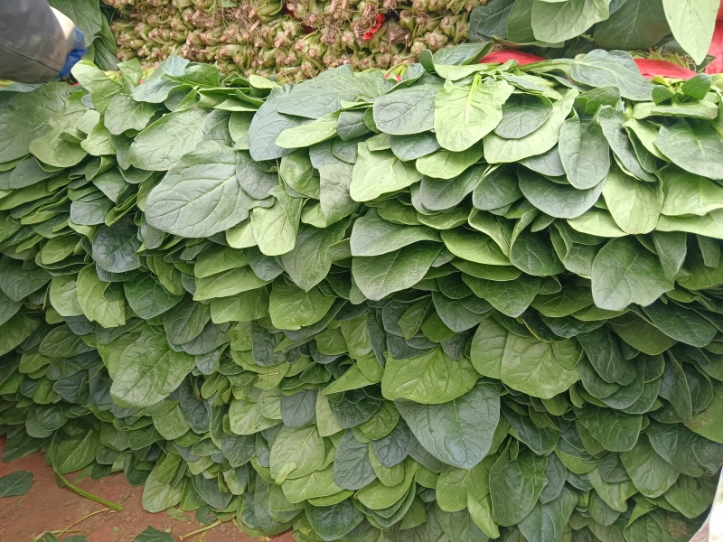 优质大叶菠菜千亩基地产地直发