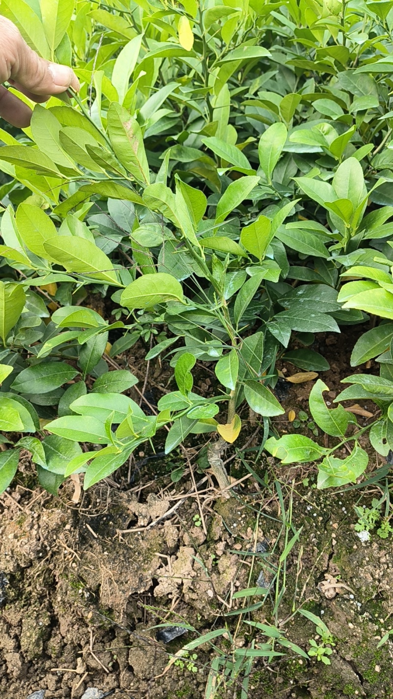 土柠檬苗品种纯证大量供应