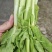 山东万亩叶菜产地季节性供应市场、电商快菜苔小白苔