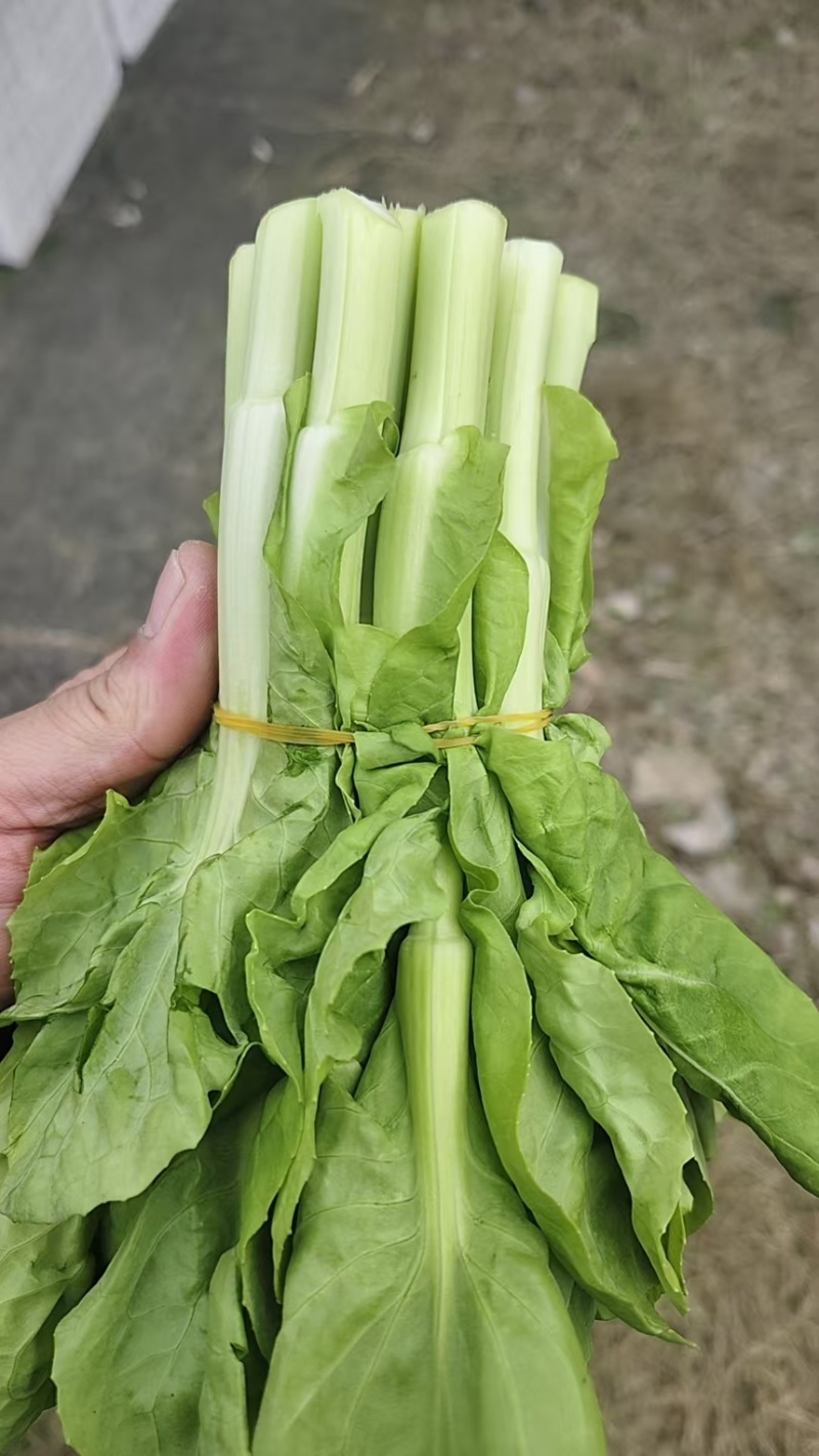 山东万亩叶菜产地季节性供应市场、电商快菜苔小白苔