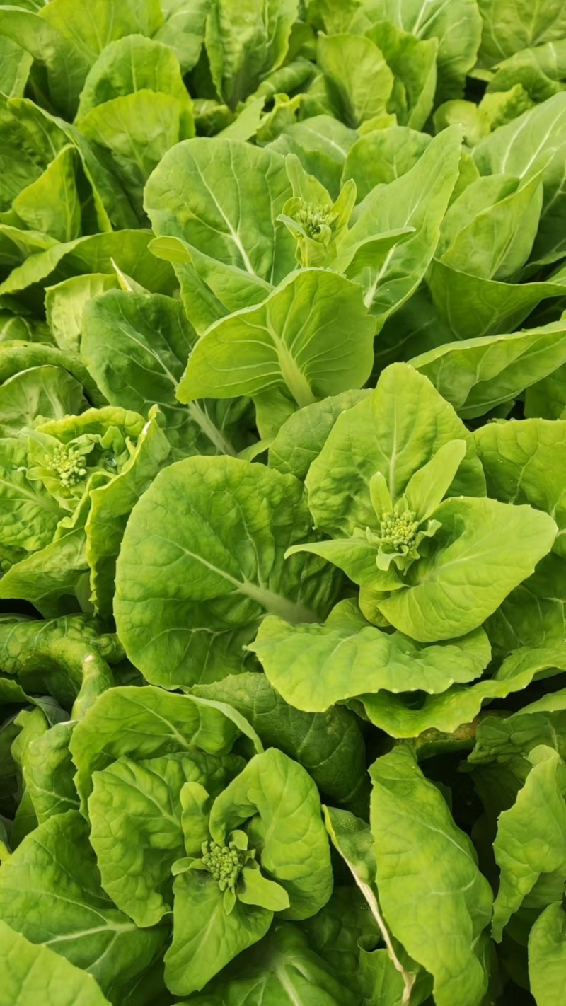 山东万亩叶菜产地季节性供应市场、电商快菜苔小白苔