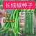 长线椒种子早中熟坐果集中辣味适中南北方均可种植