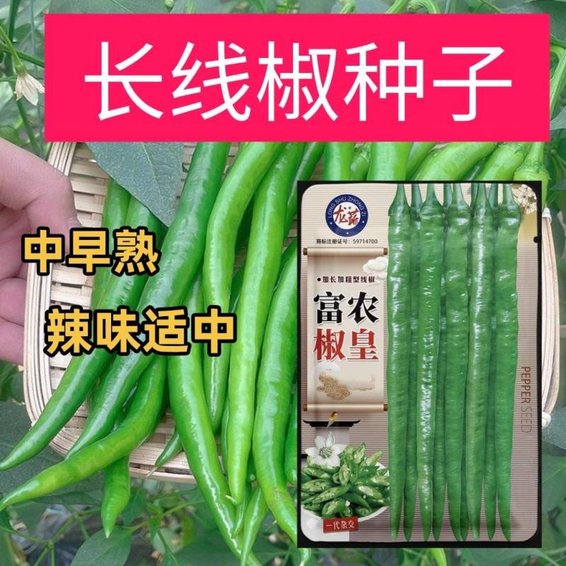 长线椒种子早中熟坐果集中辣味适中南北方均可种植