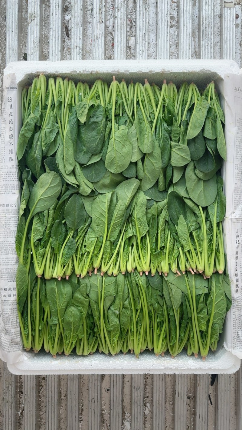 山东万亩叶菜产地全年供应精品、两排、两排半、三排精品菠菜、