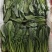 山东万亩叶菜产地全年供应精品、两排、两排半、三排精品菠菜、